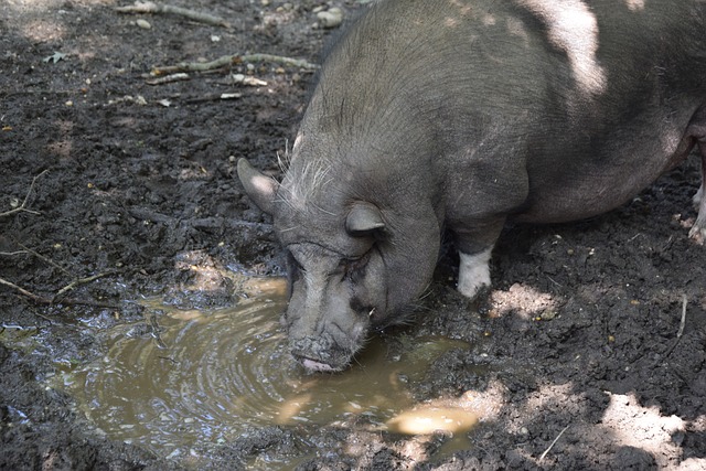 为他选择参 为他选择参