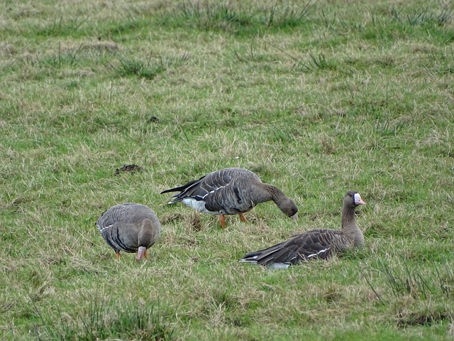 兰多魔术 兰多魔术